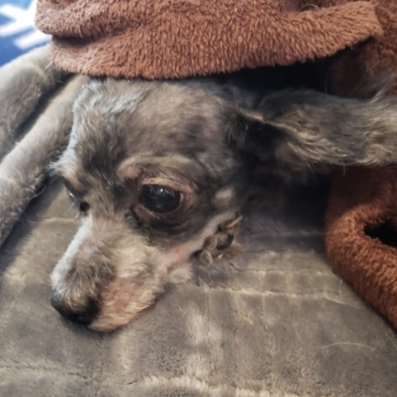 Meet your Posher, Addie - Picture 2 of 4